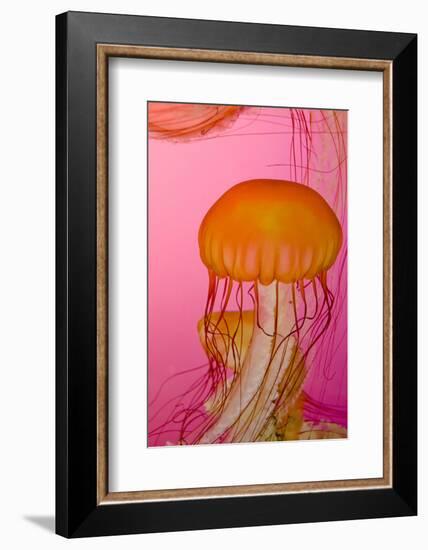 Shedd Aquarium, Jellyfish, NE Pacific Sea Nettle Marine Life, Chicago, Illinois-Cindy Miller Hopkins-Framed Photographic Print