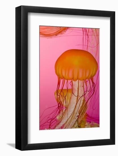 Shedd Aquarium, Jellyfish, NE Pacific Sea Nettle Marine Life, Chicago, Illinois-Cindy Miller Hopkins-Framed Photographic Print