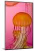 Shedd Aquarium, Jellyfish, NE Pacific Sea Nettle Marine Life, Chicago, Illinois-Cindy Miller Hopkins-Mounted Photographic Print