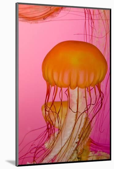 Shedd Aquarium, Jellyfish, NE Pacific Sea Nettle Marine Life, Chicago, Illinois-Cindy Miller Hopkins-Mounted Photographic Print