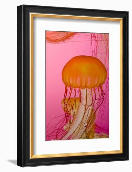 Shedd Aquarium, Jellyfish, NE Pacific Sea Nettle Marine Life, Chicago, Illinois-Cindy Miller Hopkins-Framed Photographic Print