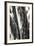 Shedded Bark II-Alan Hausenflock-Framed Photographic Print