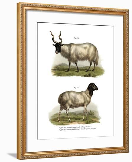 Sheep, 1860-null-Framed Giclee Print