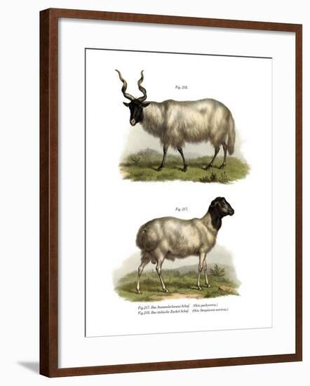 Sheep, 1860-null-Framed Giclee Print