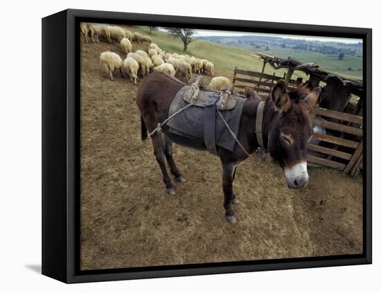 Sheep and Donkey, Fagarash Region, Brasov, Romania-Gavriel Jecan-Framed Premier Image Canvas