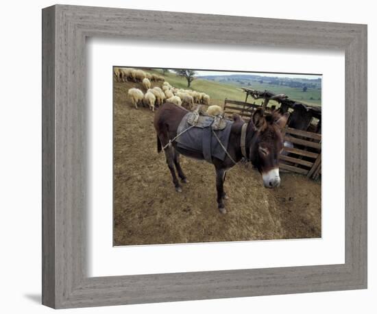 Sheep and Donkey, Fagarash Region, Brasov, Romania-Gavriel Jecan-Framed Photographic Print