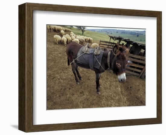 Sheep and Donkey, Fagarash Region, Brasov, Romania-Gavriel Jecan-Framed Photographic Print