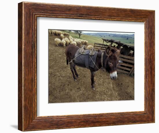 Sheep and Donkey, Fagarash Region, Brasov, Romania-Gavriel Jecan-Framed Photographic Print