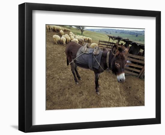 Sheep and Donkey, Fagarash Region, Brasov, Romania-Gavriel Jecan-Framed Photographic Print