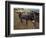 Sheep and Donkey, Fagarash Region, Brasov, Romania-Gavriel Jecan-Framed Photographic Print