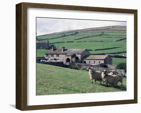 Sheep and Farm, Fox Up, Yorkshire, England, United Kingdom-Adam Woolfitt-Framed Photographic Print