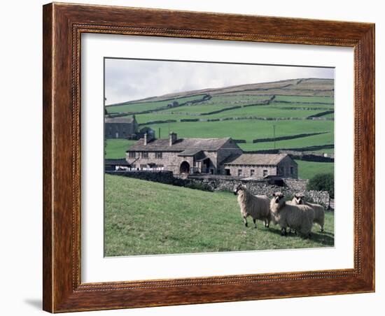 Sheep and Farm, Fox Up, Yorkshire, England, United Kingdom-Adam Woolfitt-Framed Photographic Print