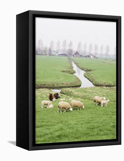 Sheep and Farms on Reclaimed Polder Lands Around Amsterdam, Holland-Walter Rawlings-Framed Premier Image Canvas
