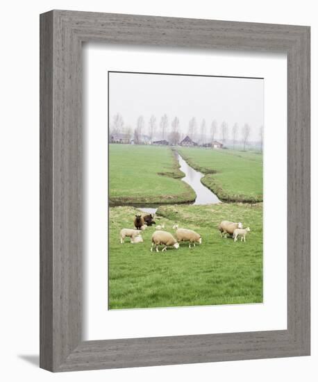 Sheep and Farms on Reclaimed Polder Lands Around Amsterdam, Holland-Walter Rawlings-Framed Photographic Print