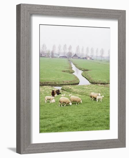 Sheep and Farms on Reclaimed Polder Lands Around Amsterdam, Holland-Walter Rawlings-Framed Photographic Print