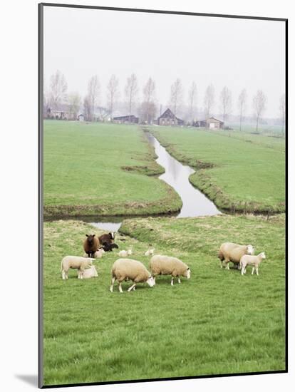 Sheep and Farms on Reclaimed Polder Lands Around Amsterdam, Holland-Walter Rawlings-Mounted Photographic Print