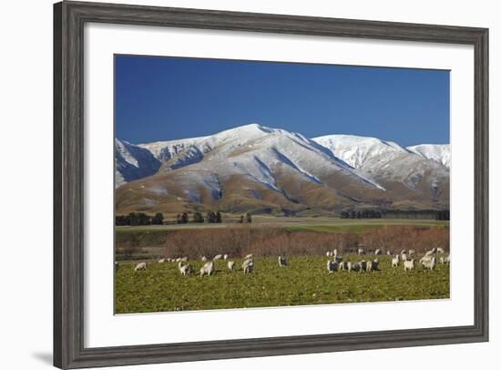 Sheep and Kakanui Mountains, Kyeburn, Central Otago, South Island, New Zealand-David Wall-Framed Photographic Print