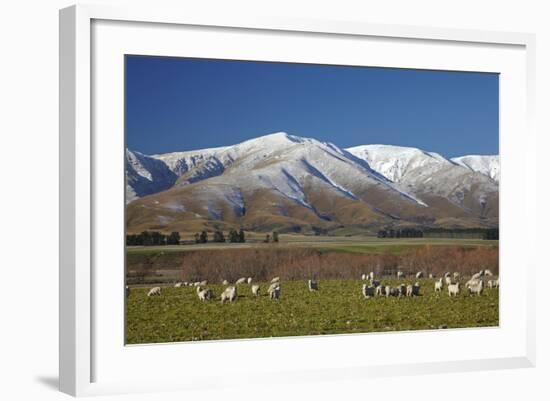 Sheep and Kakanui Mountains, Kyeburn, Central Otago, South Island, New Zealand-David Wall-Framed Photographic Print