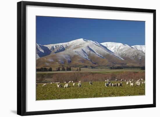 Sheep and Kakanui Mountains, Kyeburn, Central Otago, South Island, New Zealand-David Wall-Framed Photographic Print