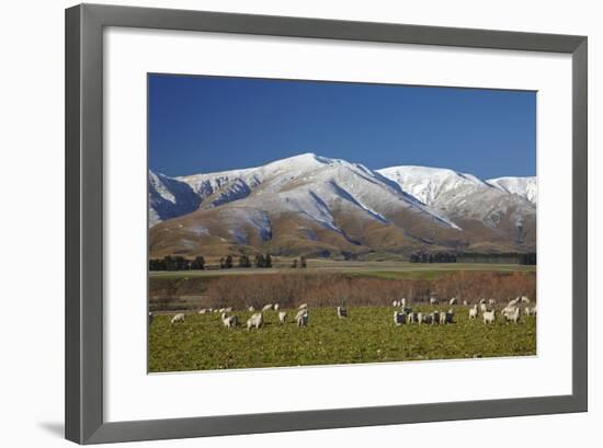 Sheep and Kakanui Mountains, Kyeburn, Central Otago, South Island, New Zealand-David Wall-Framed Photographic Print