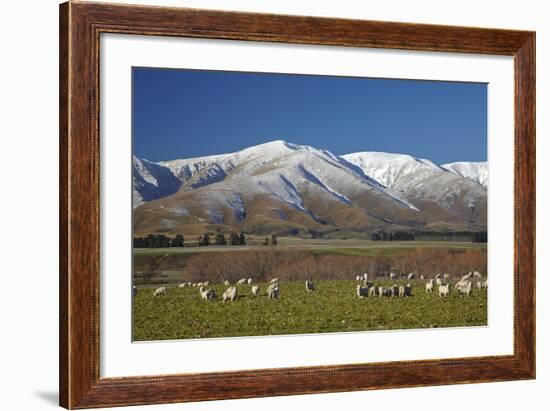 Sheep and Kakanui Mountains, Kyeburn, Central Otago, South Island, New Zealand-David Wall-Framed Photographic Print