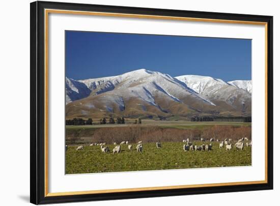 Sheep and Kakanui Mountains, Kyeburn, Central Otago, South Island, New Zealand-David Wall-Framed Photographic Print