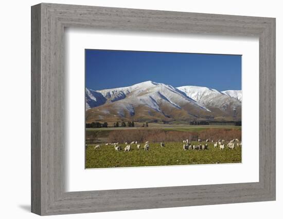 Sheep and Kakanui Mountains, Kyeburn, Central Otago, South Island, New Zealand-David Wall-Framed Photographic Print