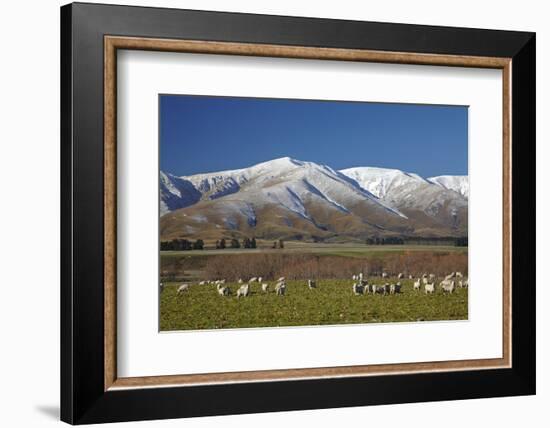 Sheep and Kakanui Mountains, Kyeburn, Central Otago, South Island, New Zealand-David Wall-Framed Photographic Print