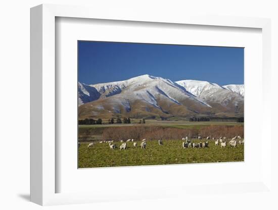 Sheep and Kakanui Mountains, Kyeburn, Central Otago, South Island, New Zealand-David Wall-Framed Photographic Print