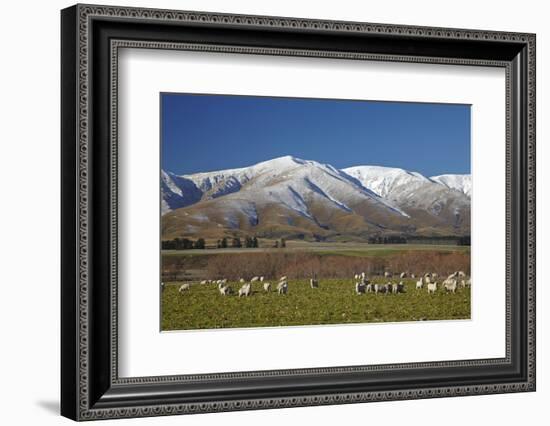 Sheep and Kakanui Mountains, Kyeburn, Central Otago, South Island, New Zealand-David Wall-Framed Photographic Print