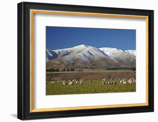 Sheep and Kakanui Mountains, Kyeburn, Central Otago, South Island, New Zealand-David Wall-Framed Photographic Print