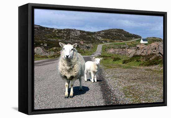 Sheep and Lamb, Applecross Peninsula, Highland, Scotland-Peter Thompson-Framed Premier Image Canvas