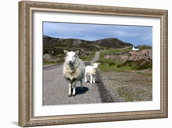 Sheep and Lamb, Applecross Peninsula, Highland, Scotland-Peter Thompson-Framed Photographic Print