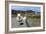 Sheep and Lamb, Applecross Peninsula, Highland, Scotland-Peter Thompson-Framed Photographic Print