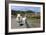 Sheep and Lamb, Applecross Peninsula, Highland, Scotland-Peter Thompson-Framed Photographic Print