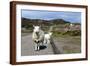 Sheep and Lamb, Applecross Peninsula, Highland, Scotland-Peter Thompson-Framed Photographic Print