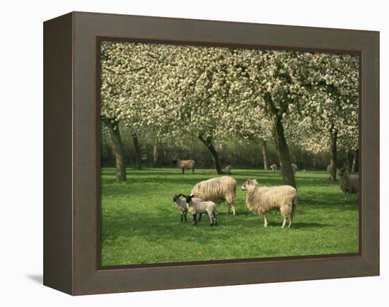 Sheep and Lambs Beneath Apple Trees in a Cider Orchard in Herefordshire, England-Michael Busselle-Framed Premier Image Canvas