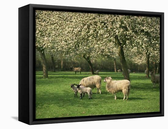 Sheep and Lambs Beneath Apple Trees in a Cider Orchard in Herefordshire, England-Michael Busselle-Framed Premier Image Canvas
