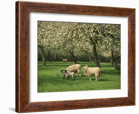 Sheep and Lambs Beneath Apple Trees in a Cider Orchard in Herefordshire, England-Michael Busselle-Framed Photographic Print