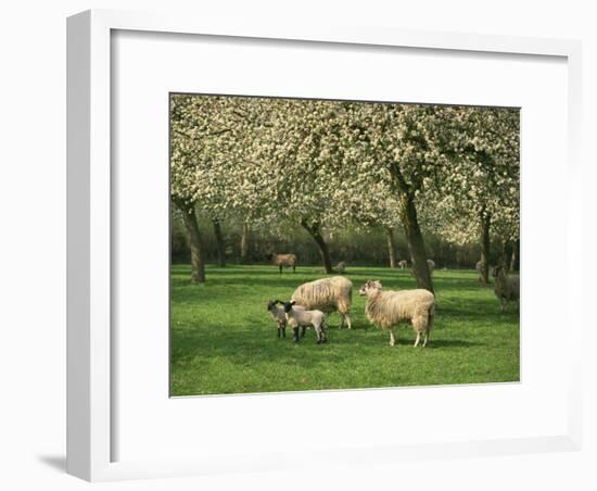 Sheep and Lambs Beneath Apple Trees in a Cider Orchard in Herefordshire, England-Michael Busselle-Framed Photographic Print