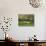 Sheep and Lambs Beneath Apple Trees in a Cider Orchard in Herefordshire, England-Michael Busselle-Photographic Print displayed on a wall