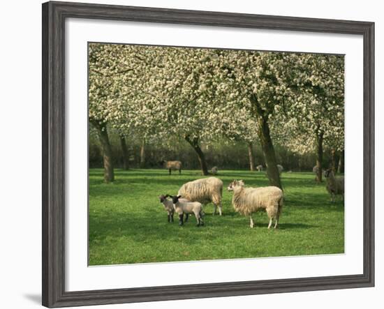 Sheep and Lambs Beneath Apple Trees in a Cider Orchard in Herefordshire, England-Michael Busselle-Framed Photographic Print