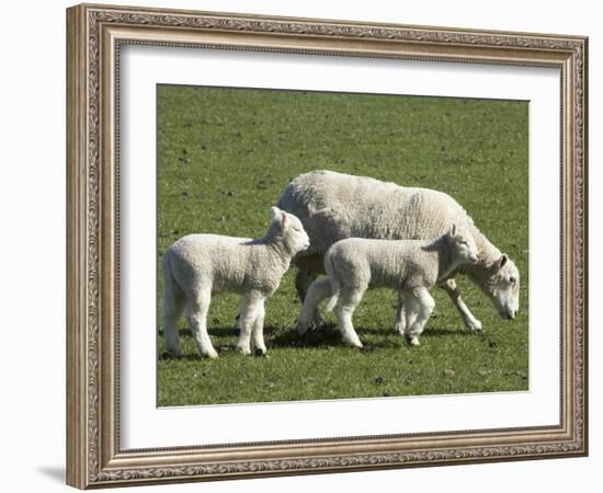 Sheep and Lambs, Near Dunedin, Otago, South Island, New Zealand-David Wall-Framed Photographic Print