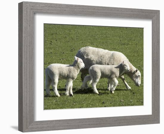 Sheep and Lambs, Near Dunedin, Otago, South Island, New Zealand-David Wall-Framed Photographic Print