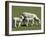 Sheep and Lambs, Near Dunedin, Otago, South Island, New Zealand-David Wall-Framed Photographic Print