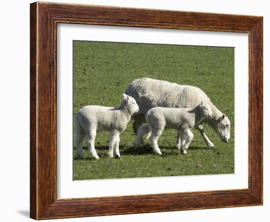 Sheep and Lambs, Near Dunedin, Otago, South Island, New Zealand-David Wall-Framed Photographic Print