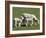 Sheep and Lambs, Near Dunedin, Otago, South Island, New Zealand-David Wall-Framed Photographic Print