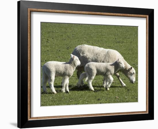 Sheep and Lambs, Near Dunedin, Otago, South Island, New Zealand-David Wall-Framed Photographic Print