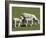 Sheep and Lambs, Near Dunedin, Otago, South Island, New Zealand-David Wall-Framed Photographic Print