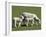 Sheep and Lambs, Near Dunedin, Otago, South Island, New Zealand-David Wall-Framed Photographic Print